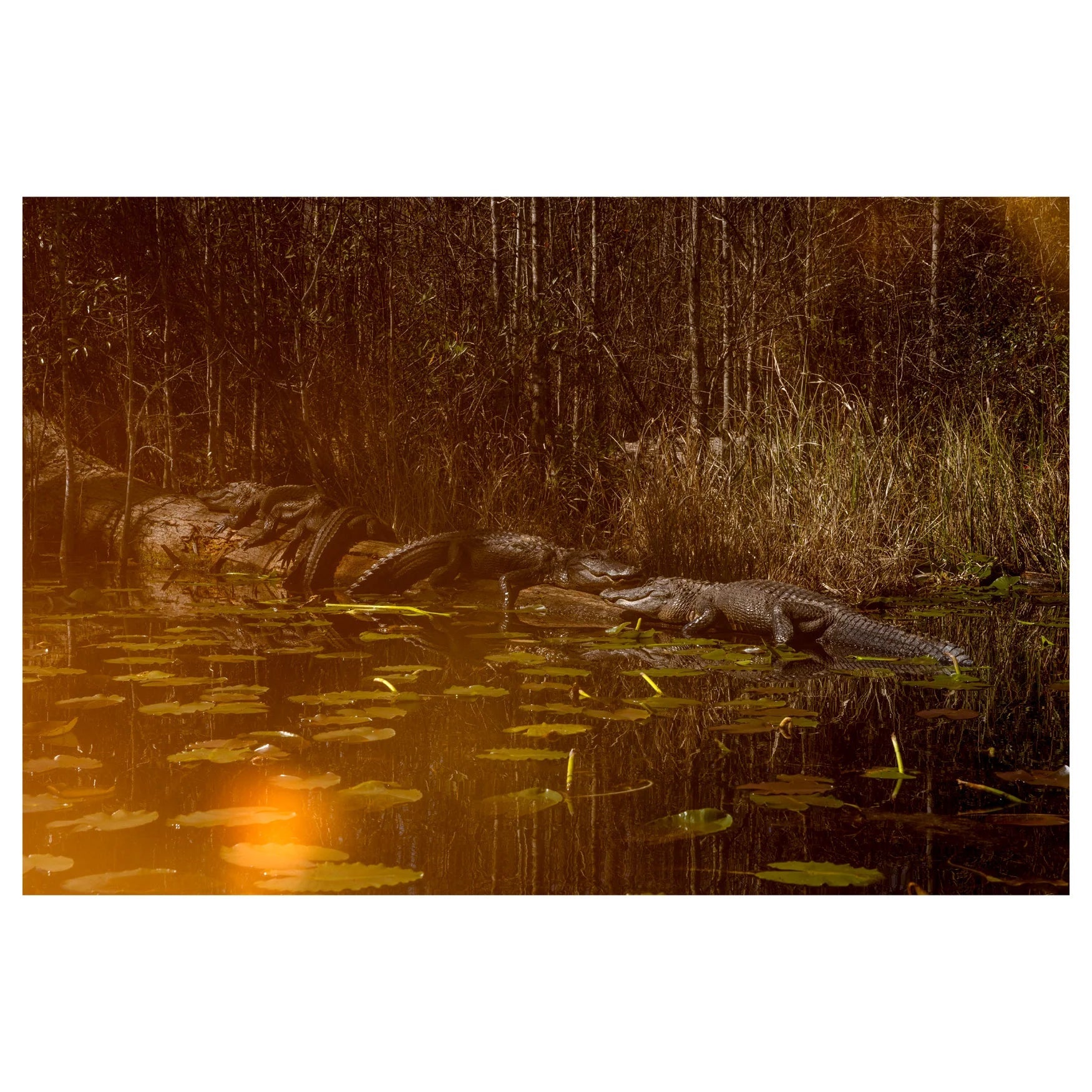 Trembling Earth - Dirty Coast