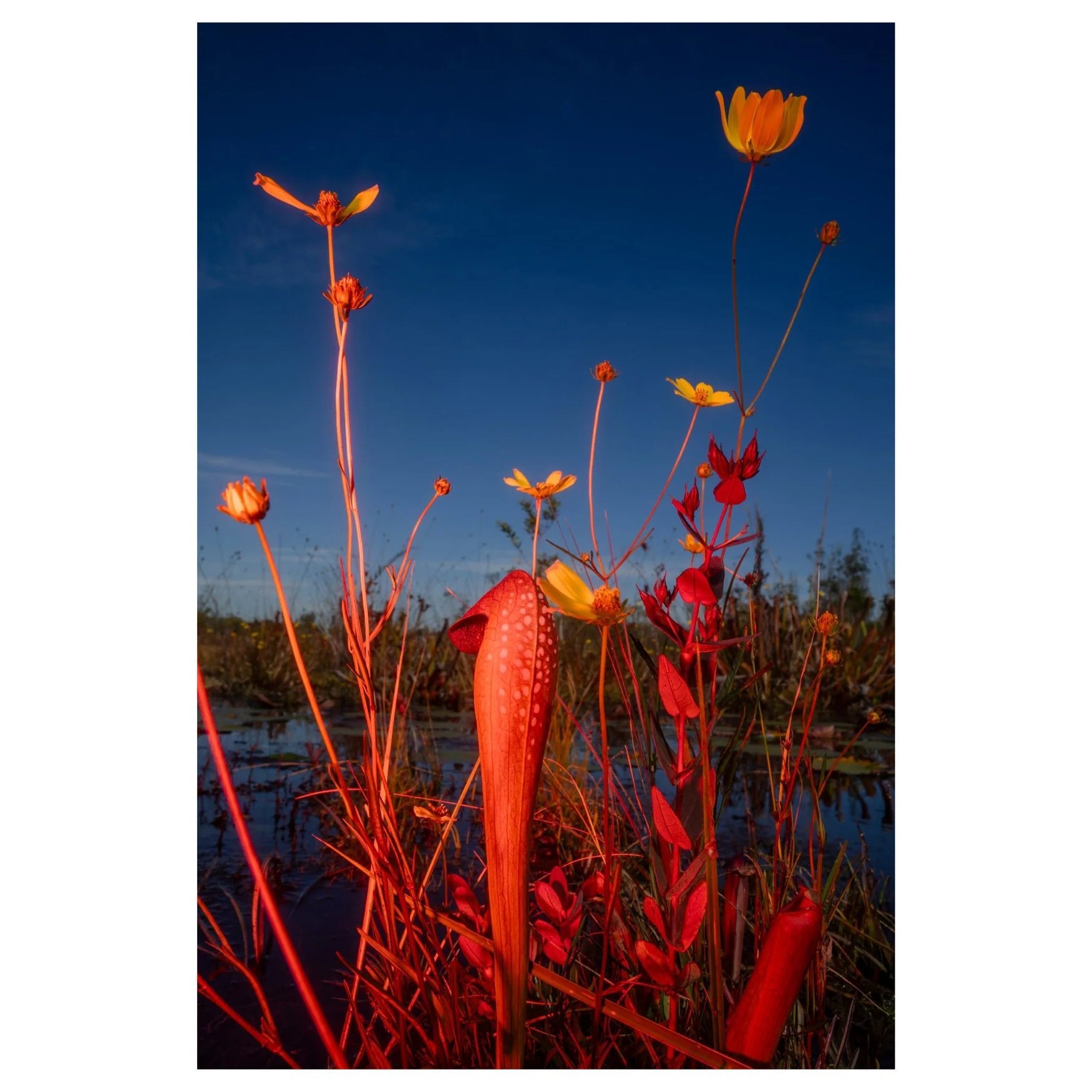 Trembling Earth - Dirty Coast