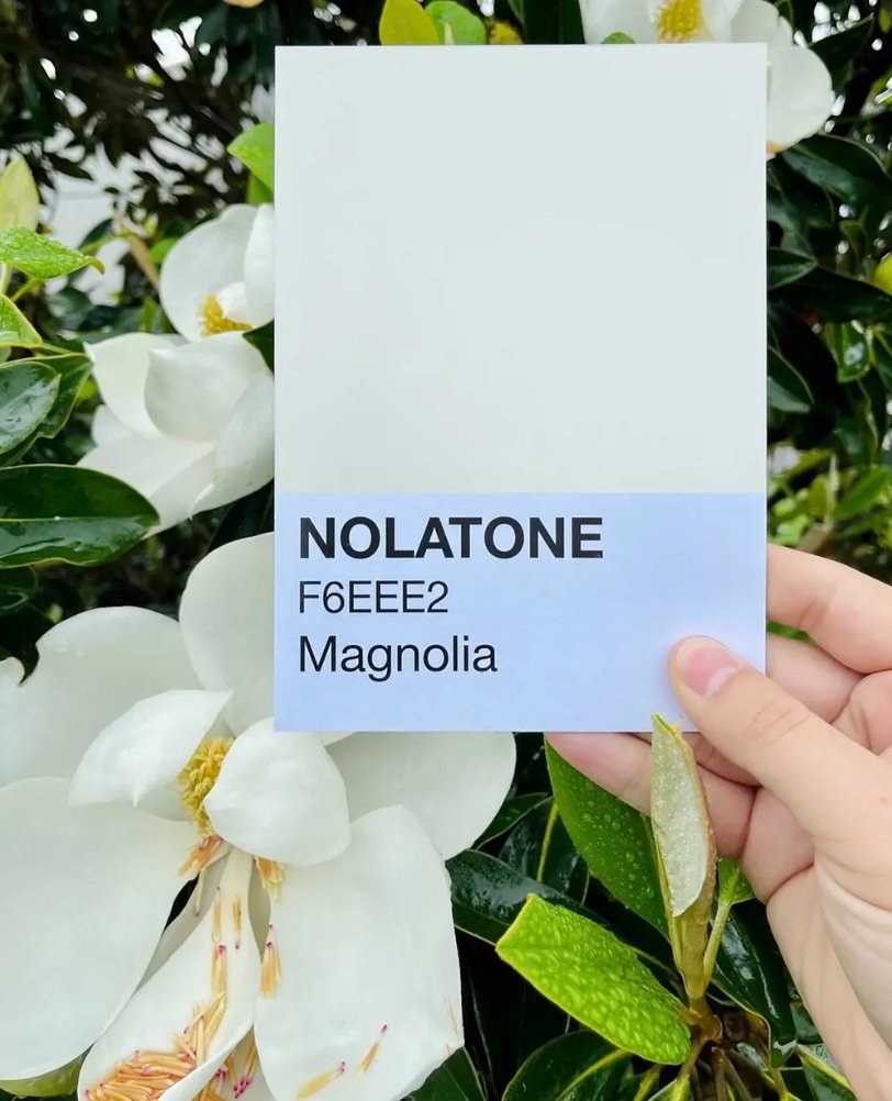 Nolatones Postcard - Magnolia - Dirty Coast Press